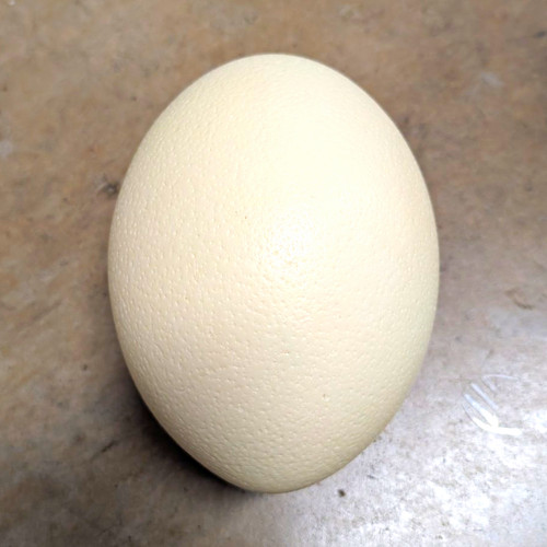 Large empty ostrich egg - empty,