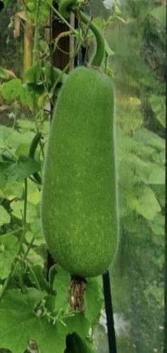 Bangladeshi chal kumra - chal,