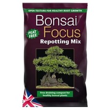 Bonsai Focus Re-Potting