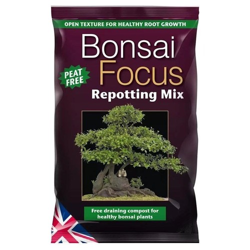 Bonsai focus potting - bonsai,