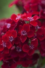 Sweet William Dianthus