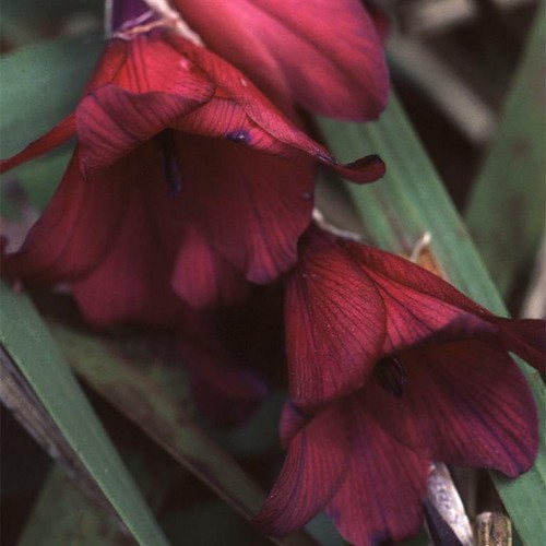 Dierama blackbird bells - dierama, bells'