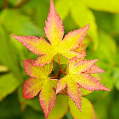 Acer little princess plant - acer,