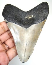MEGALODON SHARK TOOTH - REAL