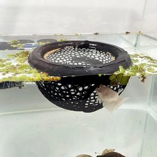 1Pc Floating Betta Fish &