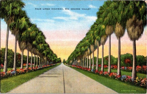 Mcallen postcard palm - postcard,