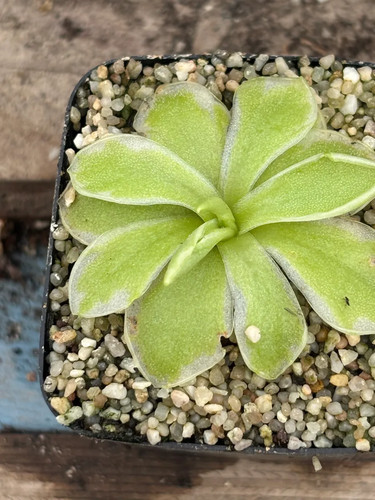 Pinguicula snow queen - pinguicula,
