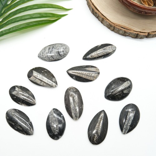 Orthoceras fossil black - orthoceras,