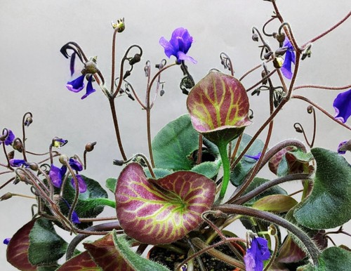 Very rare african violet - very,