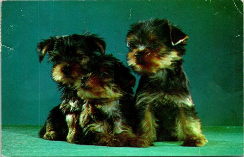 Purebred yorkie terrier - purebred,