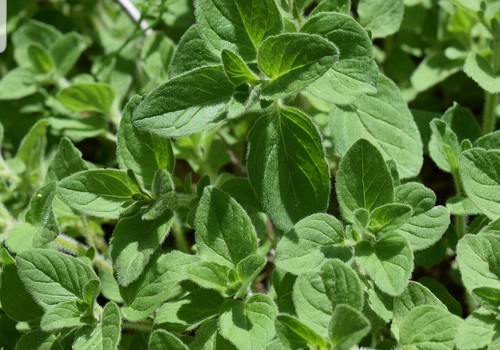 Oregano plant origanum - plant, (origanum