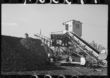 Photo:Beet unloading and piling machine, East Grand Forks, Minnesota