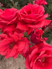 Fragrant Cloud Bush Rose HT  Root Wrapped