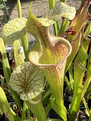 Carnivorous plant sarracenia - carnivorous,