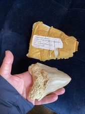 Meglodon Shark Tooth