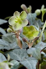 Suttons Helleborus Sternii