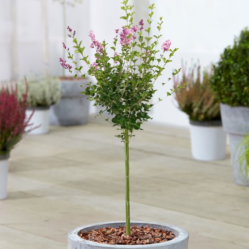 Syringa palibin tree potted - tree,