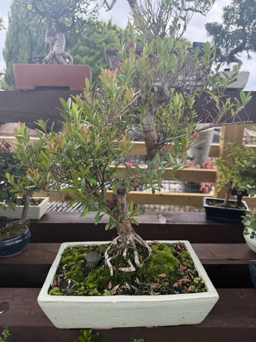 Myrtle bonsai tree outdoor - tree,