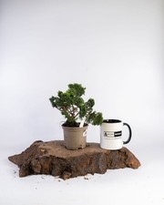 Hinoki Cypress Bonsai Tree