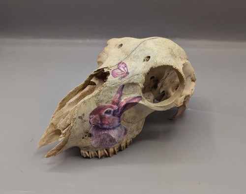 Sheep skull bones taxidermy - bones,,