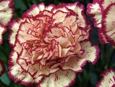 Carnation"Double Striped" x12