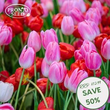 Tulip Bulbs Mixed  – 24 x