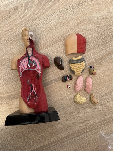 Humbrol anatomical torso - humbrol,