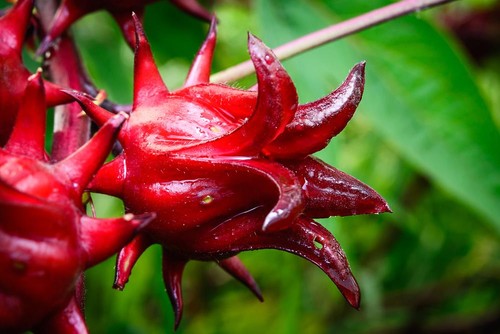Hibiscus sabdariffa seeds - hibiscus,