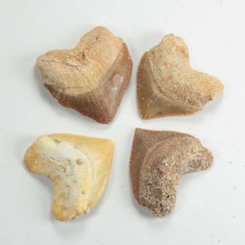 Fossilised squalicorax sharks - squalicorax,