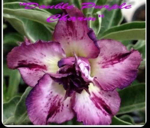 Adenium obesum desert rose - obesum,