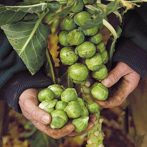 Suttons brussels sprout - suttons,
