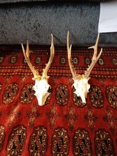 Roe Deer Sculls