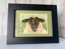 Suffolk Sheep Framed Mini