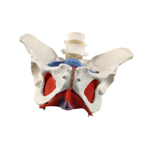Female pelvic model - female,
