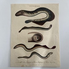 Antique 1826 Hand-Colored Engraving – “Petromyzon” (Lamprey Species) 