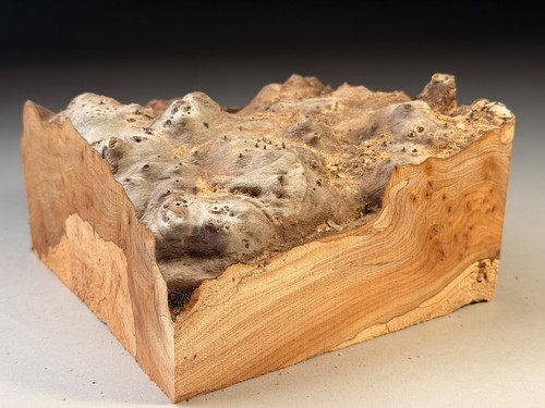 Spalted live edge burr - spalted, elm