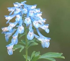 Corydalis 'Craigton Blue' -9cm Pot- Lot of 3 plants