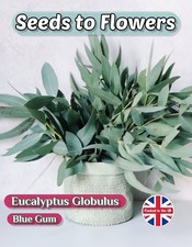 Eucalyptus globulus blue - -, gum