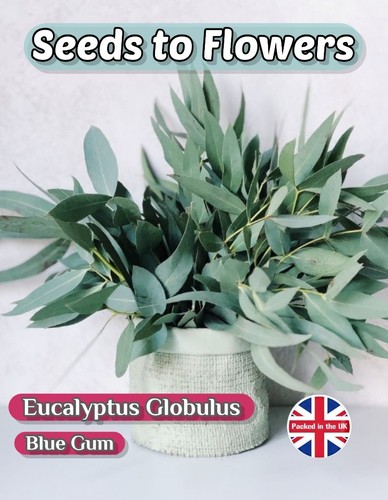 Eucalyptus globulus blue - blue, gum