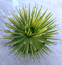 Agave Stricta 'Hedgehog