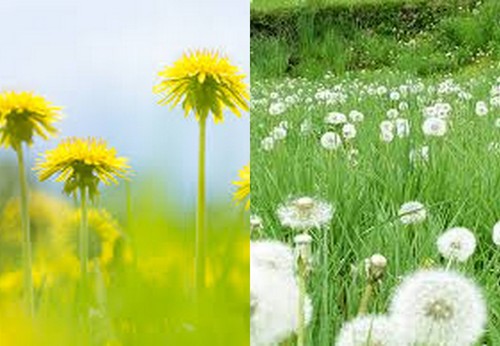 Dandelion seeds wild flower - dandelion,