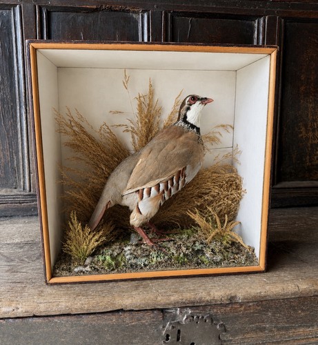 Antique taxidermy red legged - antique,
