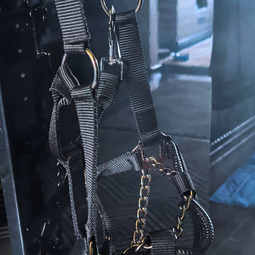 Black control halter cob size - control,