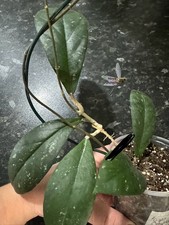 Hoya Meredithii Bengkulu