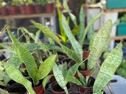 Sansevieria parva rare snake - ,