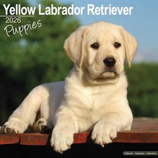Yellow Labrador Retriever Puppies Calendar 2026 - Dogs - Month To View