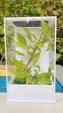 Praying mantis stick insect - praying,