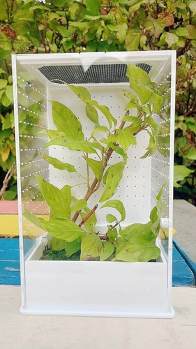 Praying mantis stick - mantis,