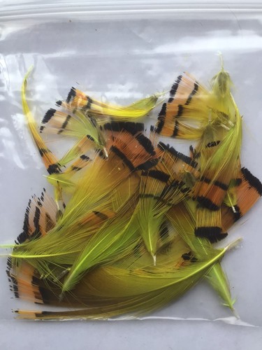 Fly tying golden pheasant - golden,