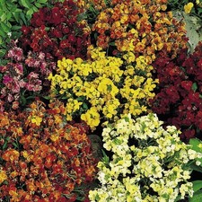 Pack x12 Wallflowers 'Persian Carpet Mixed' Bi-Annual Plug Plants
